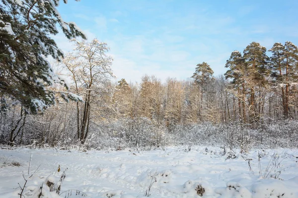 Natureza Floresta Inverno Bosque Árvores Neve Frio Abeto Pinheiro — Fotografia de Stock