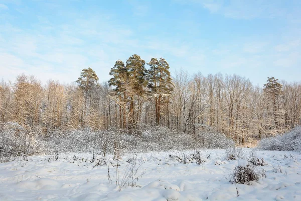 Natureza Floresta Inverno Bosque Árvores Neve Frio Abeto Pinheiro — Fotografia de Stock