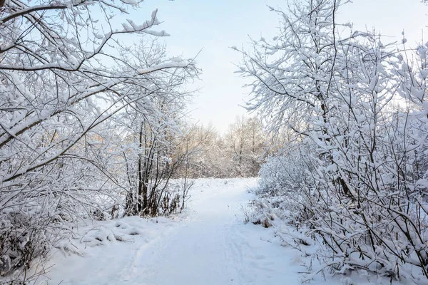 Χειμερινό Μονοπάτι Στο Δάσος Δέντρα Χιονάτη Τοπίο Κρύο Περπατήστε Στο — Φωτογραφία Αρχείου