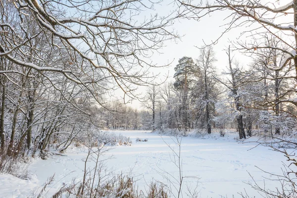 Φύση Χειμερινό Δάσος Άλσος Δέντρα Στο Χιόνι Κρύο Έλατο Και — Φωτογραφία Αρχείου