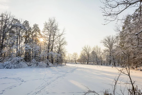 Natureza Floresta Inverno Bosque Árvores Neve Frio Abeto Pinheiro Rio — Fotografia de Stock