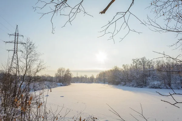 Doğa Kış Ormanı Koru Karda Ağaçlar Soğuk Ladin Çam Donmuş — Stok fotoğraf