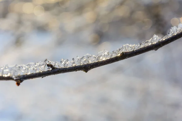 Bosque Invierno Naturaleza Árboles Rama Día Nieve Frío Hielo Rama — Foto de Stock