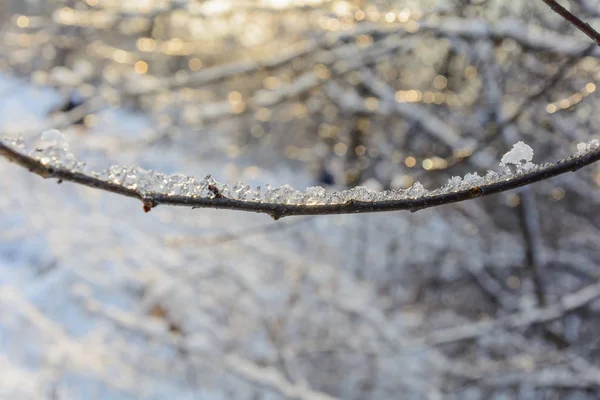 Foresta Invernale Natura Alberi Ramo Giorno Della Neve Freddo Ghiaccio — Foto Stock