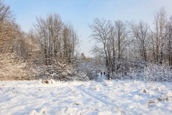 Caminho Inverno Floresta Árvores Dia Neve Paisagem Frio Caminhada Floresta — Fotografia de Stock