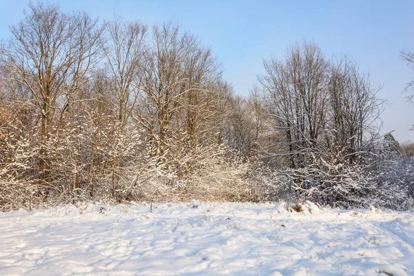 Caminho Inverno Floresta Árvores Dia Neve Paisagem Frio Caminhada Floresta — Fotografia de Stock