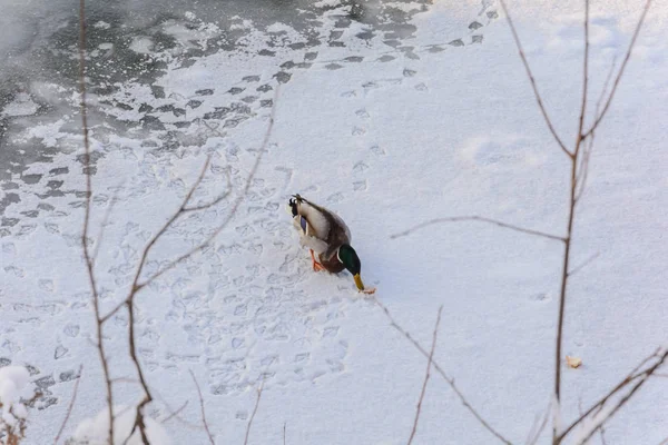 Enten Auf Dem Fluss Winter Natur Winterwald Hain Kälte Gefrorener — Stockfoto