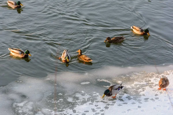 Patos Río Invierno Naturaleza Bosque Invierno Arboleda Frío Río Congelado — Foto de Stock