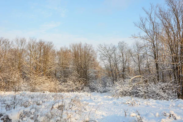 Natureza Floresta Inverno Grove Árvores Neve Frio Paisagem — Fotografia de Stock