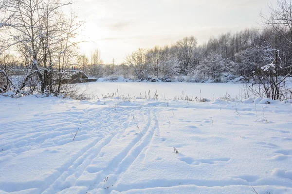 Natureza Floresta Inverno Bosque Árvores Neve Frio Abeto Pinheiro Rio — Fotografia de Stock