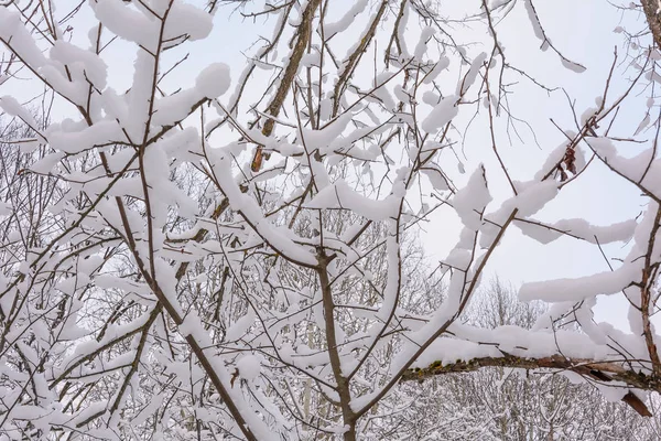 Zimní Les Příroda Stromy Smrky Borovice Větev Sněžný Den Zima — Stock fotografie