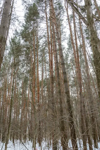 Зимний Путь Лесу Деревья Снежный День Пейзаж Холод Прогулка Лесу — стоковое фото
