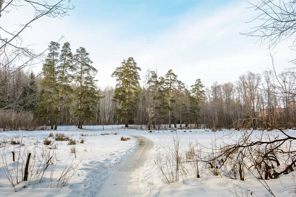 Chemin Hiver Dans Forêt Arbres Jour Neige Paysage Froid Promenade — Photo