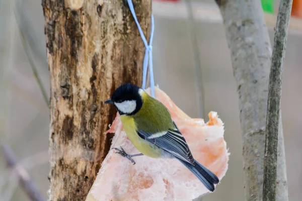 Meisen Picken Winter Ein Stück Speck Baumstumpf Wald — Stockfoto