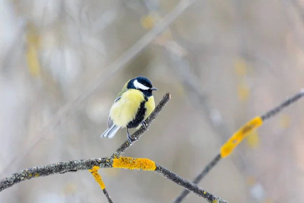 Meisen Sitzen Winter Auf Dem Zweig Eines Busches — Stockfoto