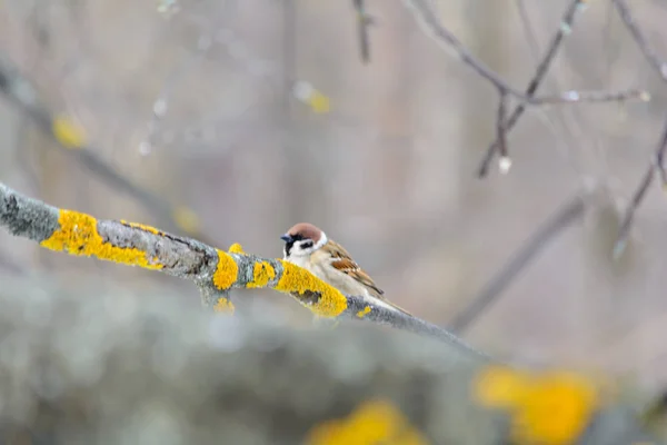 冬の茂みの枝に座っているスズメ — ストック写真