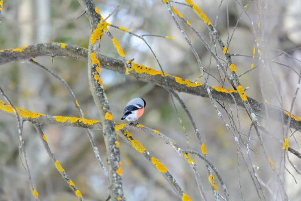 Goudvink Zittend Tak Van Een Struik Winter — Stockfoto