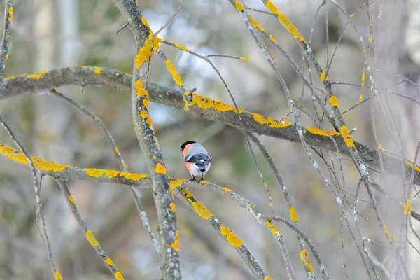冬天坐在灌木丛树枝上的牛雀 — 图库照片