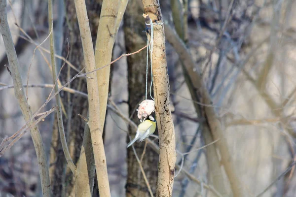 Topo Titopo Beccando Pezzo Pancetta Sul Ceppo Dell Albero Nei — Foto Stock