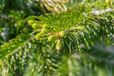 Doğanın uyanış bahar