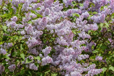 Doğanın uyanış bahar