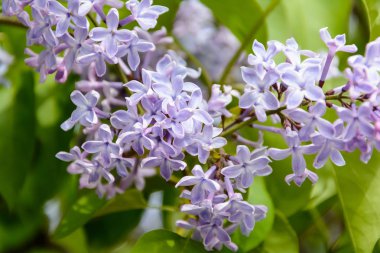 Doğanın uyanış bahar