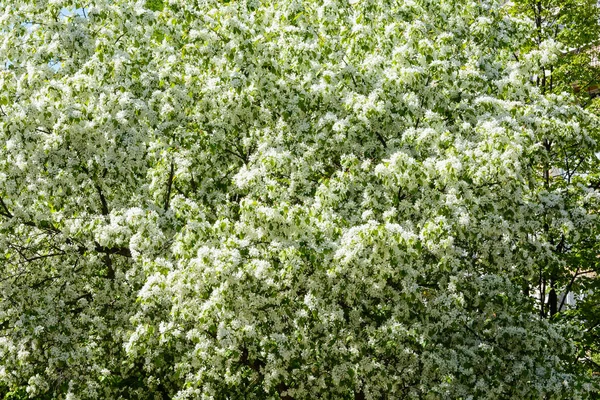 O despertar da natureza na primavera — Fotografia de Stock