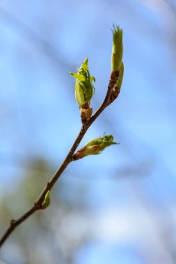 Doğanın uyanış bahar