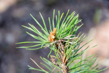 Doğanın uyanış bahar