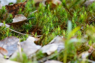Doğanın uyanış bahar