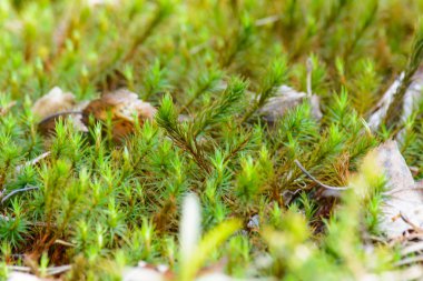 Doğanın uyanış bahar