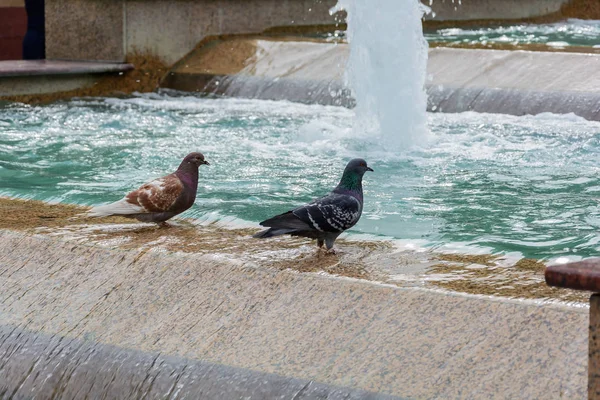 春の自然の目覚め — ストック写真