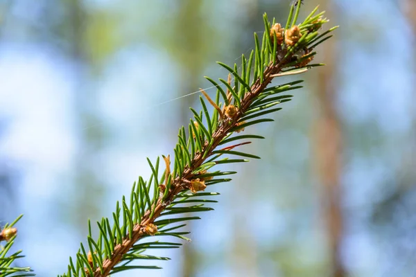 The awakening of nature in spring — Stock Photo, Image