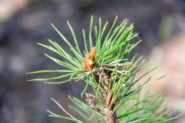 Doğanın uyanış bahar