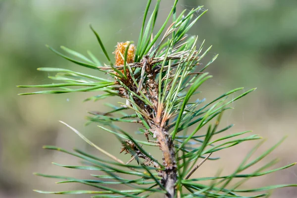 The awakening of nature in spring — Stock Photo, Image