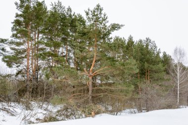 Eğrisi, bir alandaki bükülmüş Ladin standları