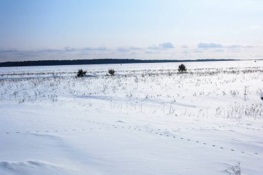 Karla kaplı alan yakınındaki ormanda kış