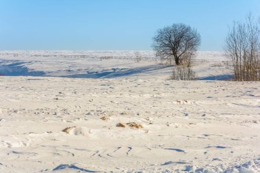 Kışın karlı bir alanda yalnız bir ağaç