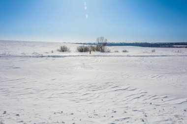Kışın karlı bir alandaki ağaçlar