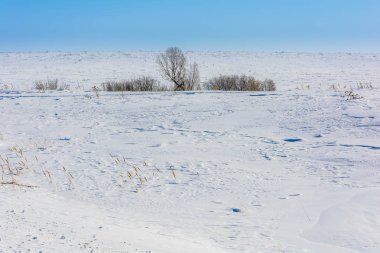 Kışın karlı bir alandaki ağaçlar