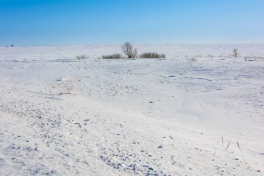 Kışın karlı bir alandaki ağaçlar