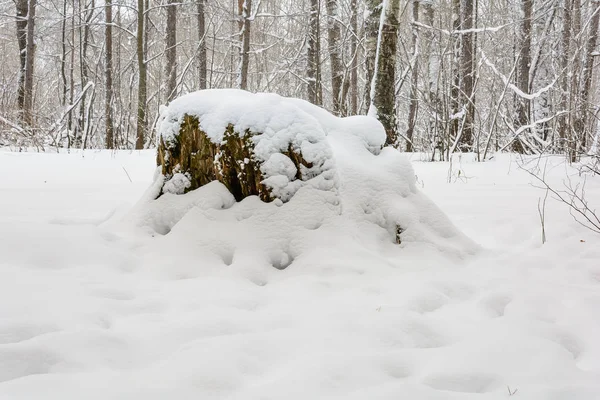 Παλιά Κούτσουρο Μέσα Στο Δάσος Κάτω Από Χιόνι — Φωτογραφία Αρχείου