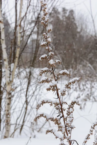 Sušené Rostliny Sněhu Zimě — Stock fotografie