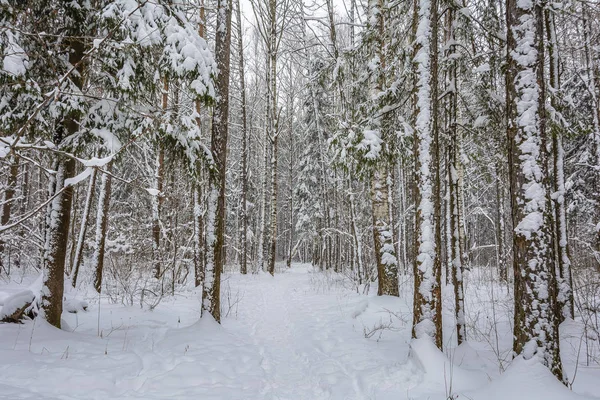 Χειμερινό Μονοπάτι Στο Δάσος — Φωτογραφία Αρχείου