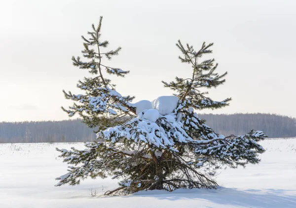 Abeto Con Cuernos Está Nieve Campo Cerca Del Bosque —  Fotos de Stock