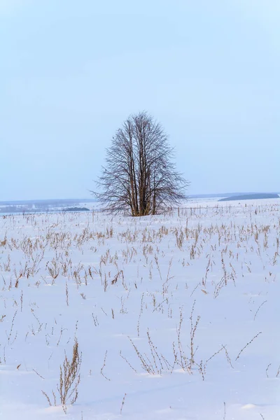 Ein Einsamer Baum Einem Verschneiten Feld — Stockfoto