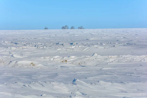 Een Eenzame Boom Een Besneeuwde Gebied Winter — Stockfoto