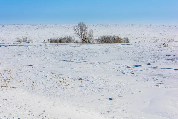 Kışın karlı bir alandaki ağaçlar