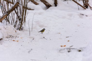 Yere gıdalardan baştankara