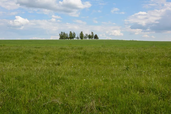 Ensamt Träd Fältet Sommar — Stockfoto